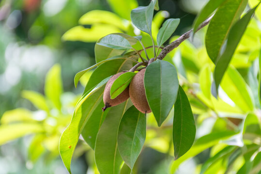 Two ripe brown sapodilla fruits hanging among glossy green leaves tropical tree representing fresh organic orchard produce seasonal harvest
