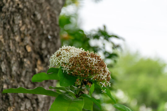White ixora flowers blooming rounded cluster beside rough tree trunk green tropical foliage naturally aging brown blossoms