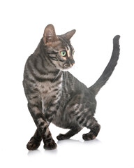bengal kitten in studio © cynoclub
