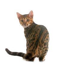 bengal kitten in studio © cynoclub
