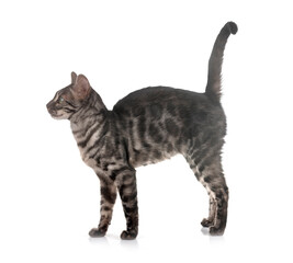 bengal kitten in studio © cynoclub