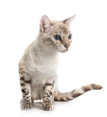 bengal kitten in studio © cynoclub