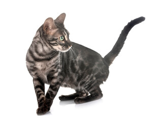 bengal kitten in studio © cynoclub