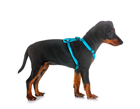 miniature pinscher in studio