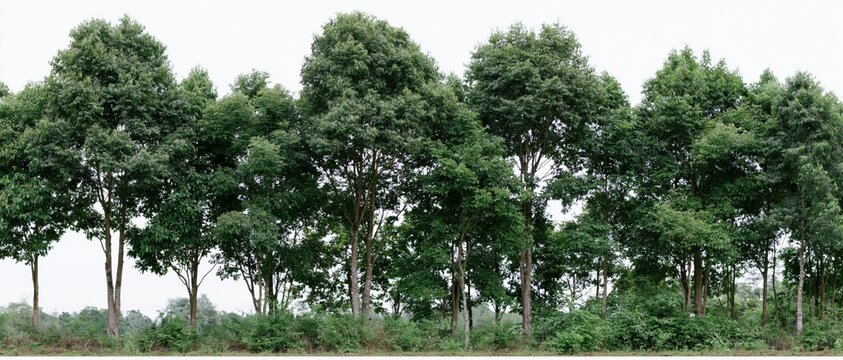 The Row of Trees Across a Quiet Rural Landscape Under Open Sky