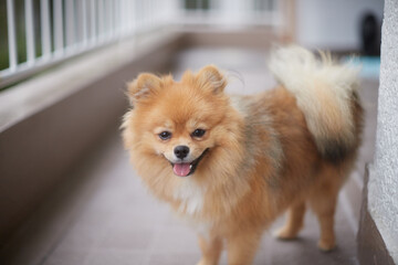 夏の家のベランダにいる可愛いポメラニアンの子犬の姿 © zheng qiang