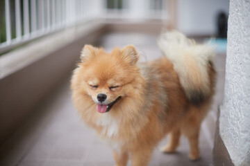 夏の家のベランダにいる可愛いポメラニアンの子犬の姿 © zheng qiang