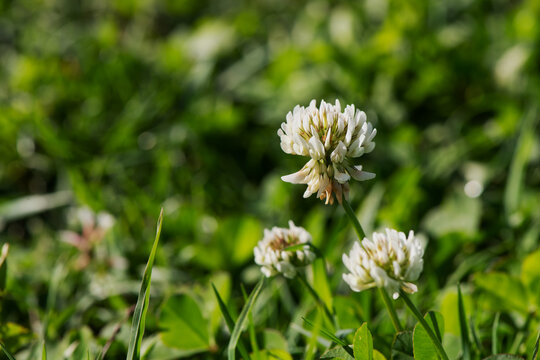 Elegant snow-white globular inflorescences of white clover (Trifolium repens) blooming against a dense green carpet of grass.