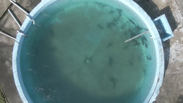 Barramundi broodstock aquaculture tank aerial view, showing Asian seabass parent fish swimming in circular hatchery pond for sustainable marine farming.