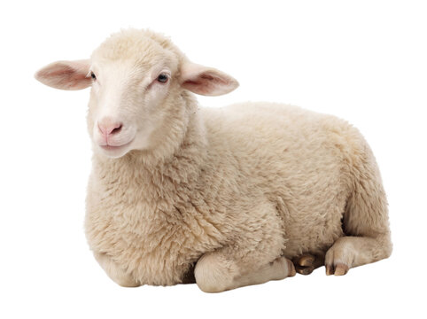 Young sheep isolated on transparent background