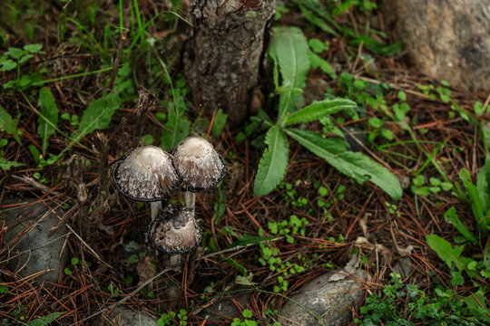 Death cap mushrooms in the forest