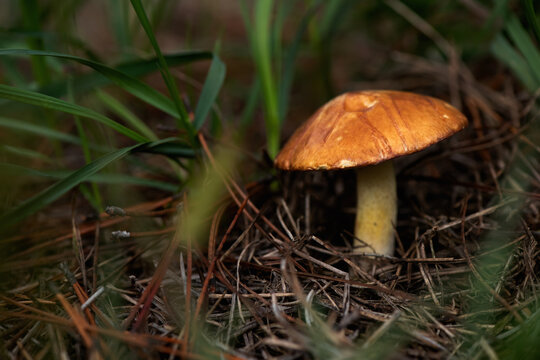 Fresh slippery jack mushrooms (Suillus luteus) gathered in a young pine forest. butter mushrooms in the forest. Close-up, selective focus