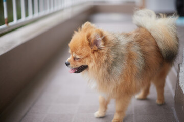 夏の家のベランダにいる可愛いポメラニアンの子犬の姿 © zheng qiang
