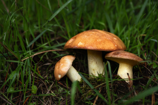 Fresh young slippery jack mushrooms (Suillus luteus) in picker hand in a young pine forest. butter mushrooms in the forest. Close-up, selective focus