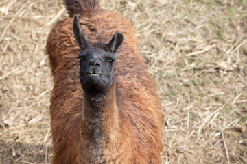 A llama with a black muzzle looks at the camera. © Светлана Лазаренко