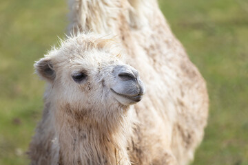Fototapeta premium Fluffy Bactrian camel close up in natural light showing soft creamy textures against a blurred green background