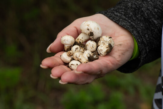 Small young button mushrooms (Agaricus bisporus) carefully placed in a woman's palm against a background of green grass or forest floor. small champignons in the hand of a mushroom picker
