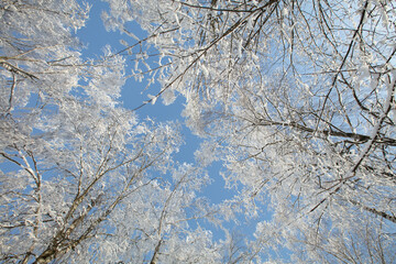 Obraz premium Snow-covered trees stretch towards the blue sky on a clear winter day in a forest setting, capturing the beauty of nature in cold weather