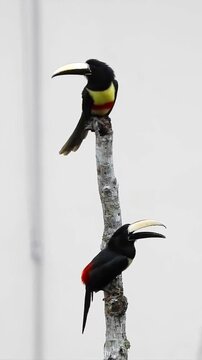 Two black necked aracari birds perched on a dry branch