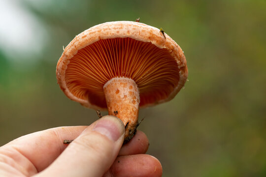small young saffron milk cap in mushroom picker's hand, forest background.