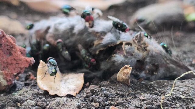 Decomposing rat carcass surrounded by numerous flies in a garden, illustrating natural decomposition, scavenging insect activity, and the ecological process of animal decay.