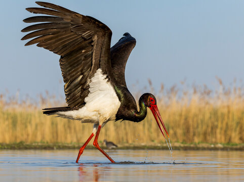 Black Stork, Ciconia nigra