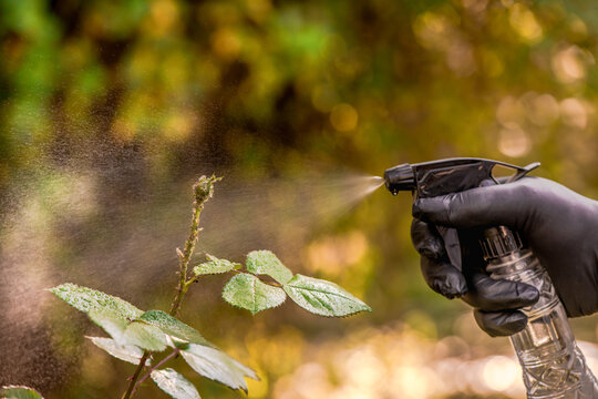 Gardener's hand in protective gloves sprays chemical organic insecticide to the rose bud damaged by aphids colony.
