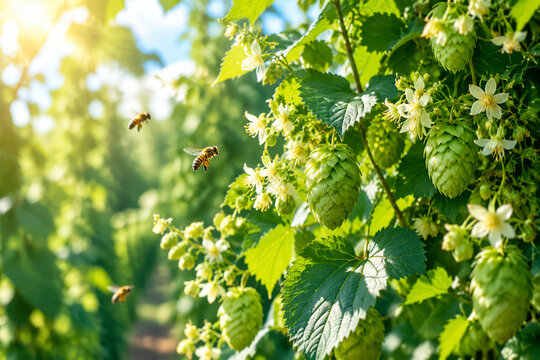 Sunlight filtering through lush green hop bines with delicate flowers and bees.
