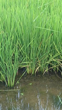 Vibrant green rice stalks of Oryza sativa grow in a flooded agricultural paddy field with water reflections