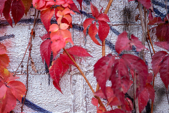 Autunno, natura. Foglie morte riprese in primo piano con sfondo di muri colorati in ambiente urbano.