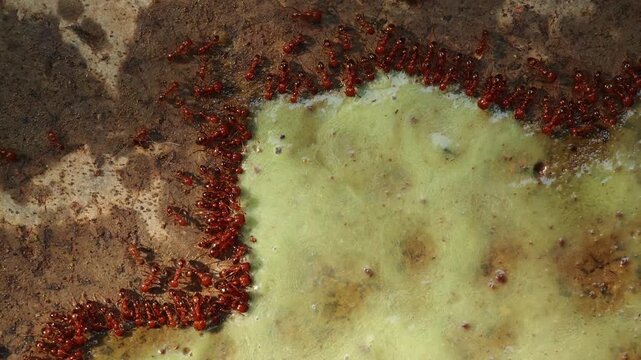 Macro of red fire ant colony are swarming on sweet green tea water spilled on the floor surface