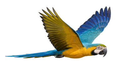 Blue and yellow macaw parrot in flight, isolated on transparent background © Maria