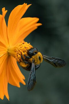Macro shot of a bee collecting pollen on a vibrant orange cosmos flower in a natural garden