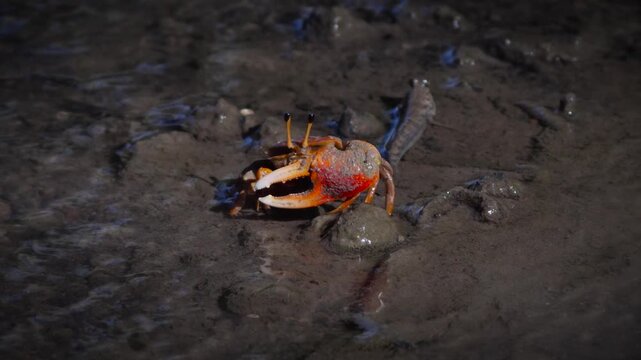 Fiddler Crab Feeding in Shallow Water