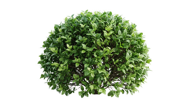 Lush green boxwood shrub, round manicured topiary bush for garden design, vibrant evergreen foliage plant for landscaping isolated PNG with Transparent Background