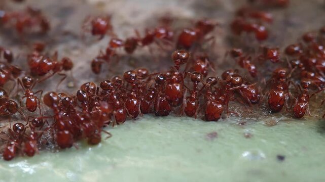 Macro view of Solenopsis invicta, red imported fire ants swarming on sweet green tea water spilled on the surface of the floor