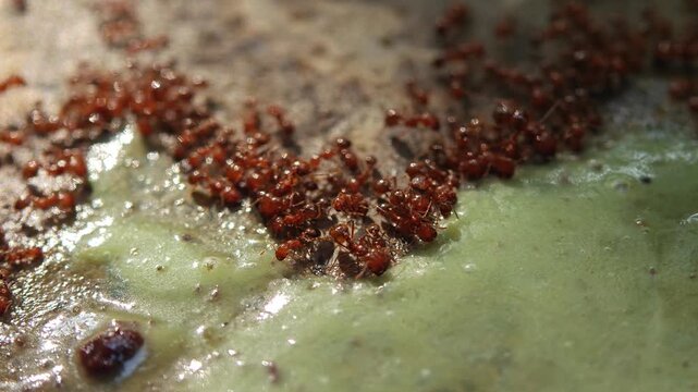Macro of Solenopsis invicta, red fire ant colony are swarming on sweet green tea water spilled on the floor surface