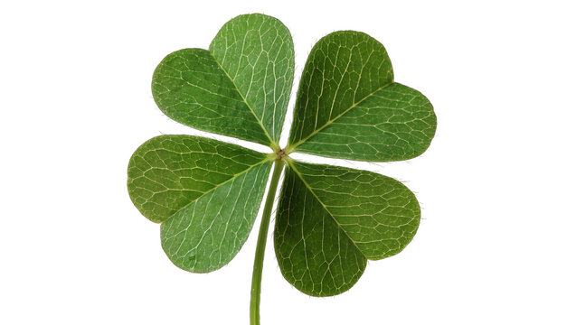 Green four-leaf clover with detailed veins, isolated on transparent background