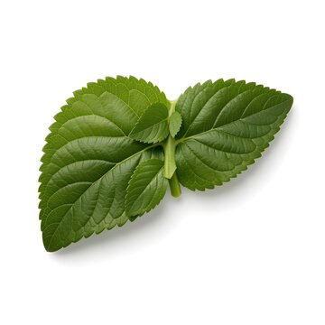 Liver made up of leaves