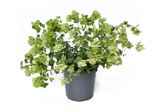 Round-leaved oregano 'Origanum Rotundifolium' plant in pot on white background