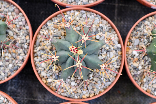 Top view of a small 'Ferocactus Emoryi' cactus in a flower pot