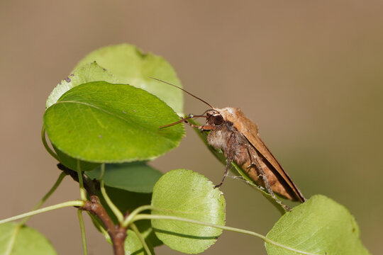 Large Yellow Underwing (Noctua pronuba). Tribe Noctuini. Subfamily Noctuinae. Family Noctuidae or Owlet moths. On a pear leaf. Dutch garden, July.	