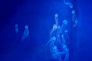 Jellyfish (クラゲ) © 孝良 近藤