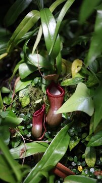Vertical screen tropical pitcher plants grow among lush green foliage showing carnivorous Nepenthes traps in a humid botanical garden with exotic rainforest flora indoors