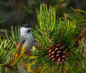 Willow Tit, Poecile montanus borealis © Marc