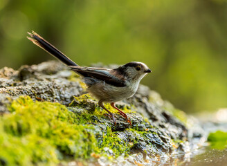 Long-tailed Tit, Aegithalos caudatus © Marc