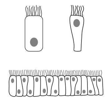 Clean monochrome medical vector illustration of ciliated respiratory epithelium with isolated ciliated epithelial cells and mucus-secreting goblet cell.
