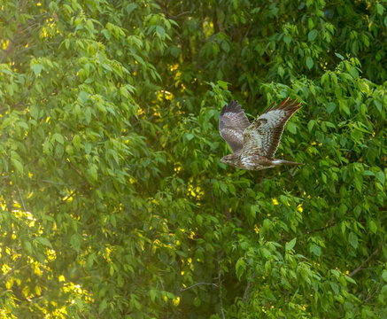 Common Buzzard, Buteo buteo
