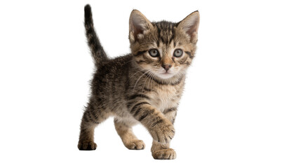 Small tabby kitten walking forward, isolated on transparent background © vasili