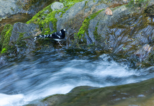 Spotted Forktail, Enicurus maculatus